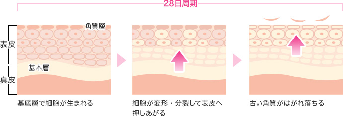 28日周期 基底層で細胞が生まれる 細胞が変形・分裂して表皮へ押しあがる 古い角質がはがれ落ちる