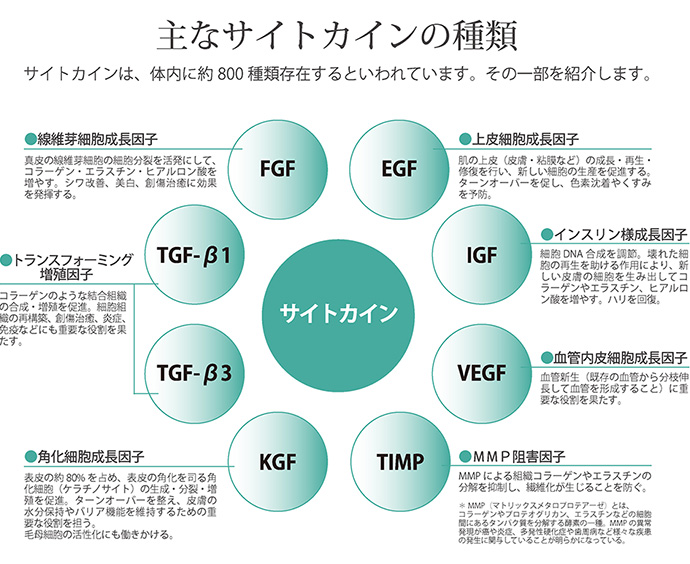 主なサイトカインの種類